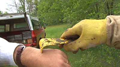 Bee Stings Bee Stings